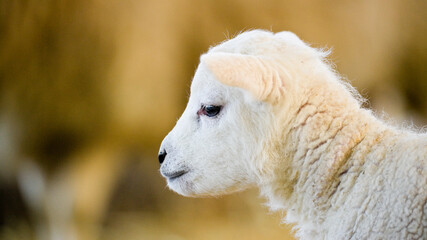 New born Lleyn lamb at lambing time, UK