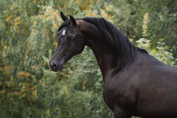 Portrait of a beautiful black arabian horse on natural green summer background, head closeup