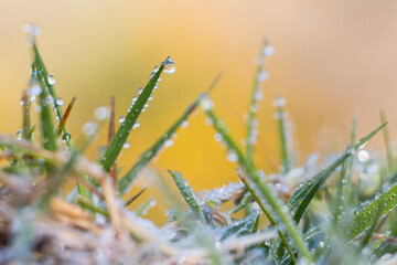 Icy raindrops on the grass with sunny background