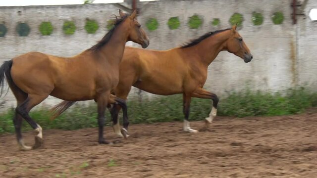 Beautiful bay akhal-teke mares show their movements in slow-motion