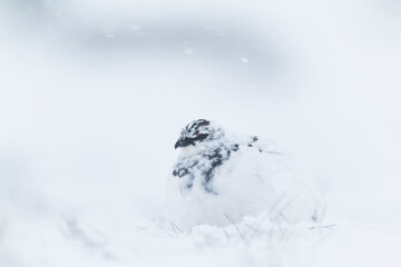 Fototapeta na wymiar Rock Ptarmigan on snow storm. High key photography of white bird on snow
