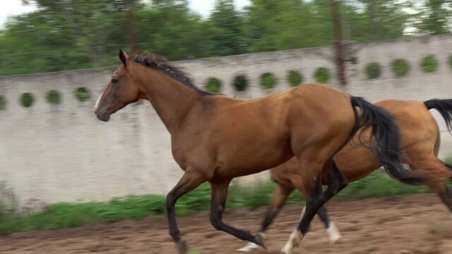 Beautiful horses run gallop closeup in slow-motion
