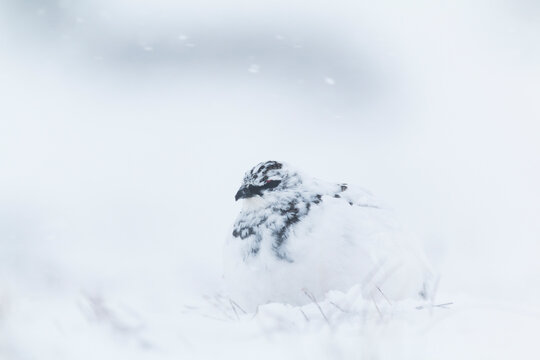 Rock Ptarmigan on snow storm. High key photography of white bird on snow
