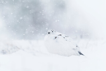 Rock Ptarmigan on snow storm. High key photography of white bird on snow