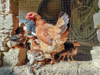 Hen with cubs, beautiful chickens in the hen house