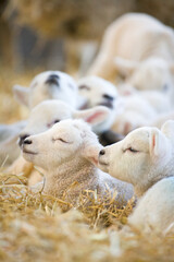 New born Lleyn lambs at lambing time resting in straw, United Kingdom