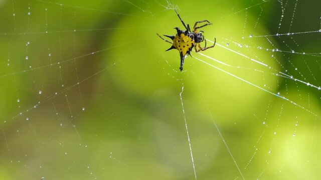Yellow Spiny Orb-Weaver Spiders on cobweb in tropical rain forest.