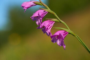 Dachzieglige Siegwurz (Gladiolus imbricatus)	