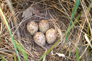 Naklejka na ściany i meble Spotted eggs of a gallinago media bird in the nest. The nest is made of dry grass on the ground.