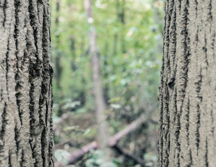 Two parallel trunk trees in the forest with blurred bokeh background. Close up between two trees..