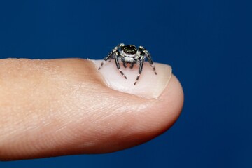 black & white jumping spider in finger