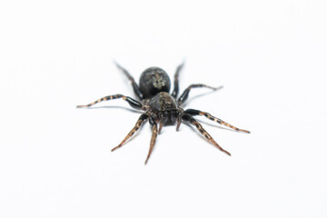 Black spider macro stock photo