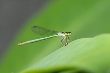 Damselflies enjoy his pray