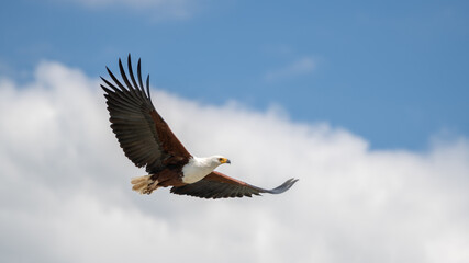 Fish Eagle
