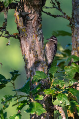 Female Hariy Woodpecker