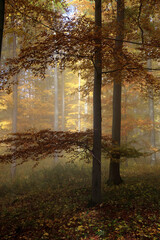 Herbst, buntes Laub, Nebel, Thüringer Rhön, Deutschland, Europa  --
Autumn, Colorful Foliage, Fog, Thuringian Rhoen, Germany, Europe