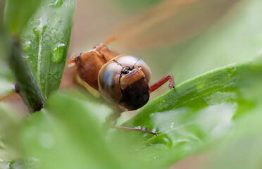 A Brown Hawker Dragonfly (Aeshna grandis) on  a Tree Lily plant.