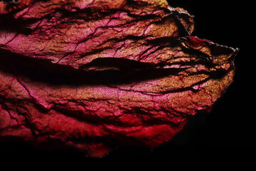 Dry Leaf Texture Abstract Background