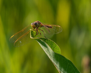 Yellow Dragonfly on Leaf