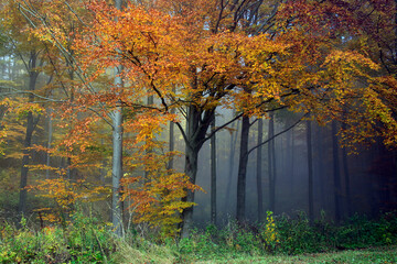 Autumn, Colorful Foliage, Fog, Thuringian Rhoen, Germany, Europe