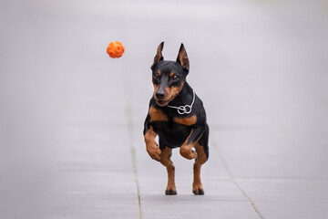 little dog playing with a ball