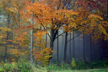 Herbst, buntes Laub, Nebel, Thüringer Rhön, Deutschland, Europa  --
Autumn, Colorful Foliage, Fog, Thuringian Rhoen, Germany, Europe