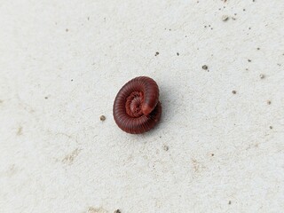 Brown Millipede