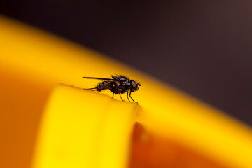 A macro shot of a Fly in the garden against a golden yellow background.Minimalistic with plenty of...