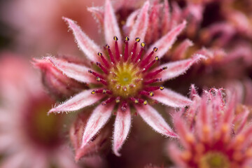 A Sempervivum ,also known as Houseleeks and Hens & Chicks  flower.