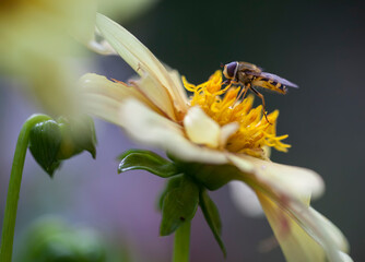 Naklejka premium Marmalade Hoverfly feeding on nectar and pollen from a yellow Dahlia flower.