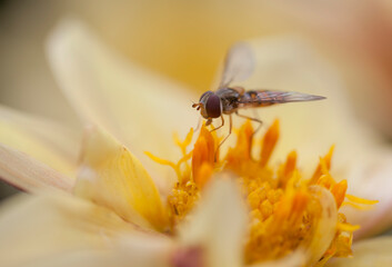 Marmalade Hoverfly feeding on nectar and pollen from a yellow Dahlia flower.