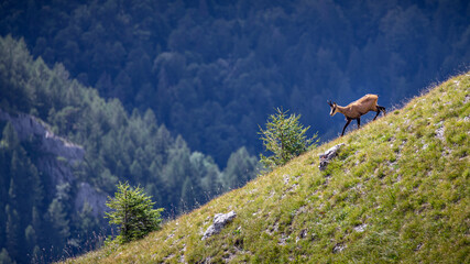 Chamois seen during the hike