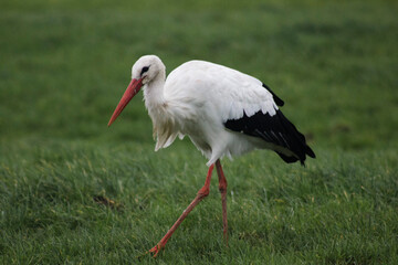 stork in the grass