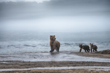 She-bear with two cubs.