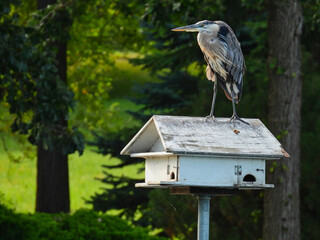 Closeup of A Great Blue Heron Bird Standing On Top of a White Birdhouse for a Better View with Trees Including Fir Tree in Background