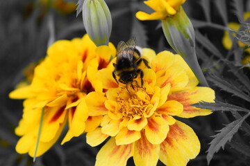 Marigolds and bumblebees