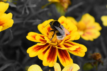 Marigolds and bumblebees