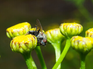 Common housefly perched on a yellow flower