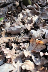 Dry fallen leaves on a forest path