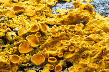 Close up of yellow lichen growing a rock