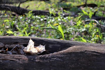 young greens and dry leaves in the spring forest