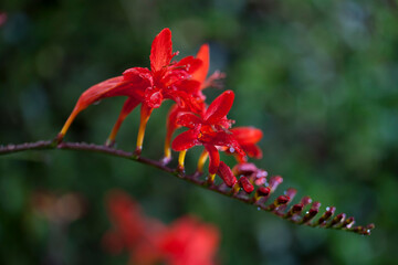 Crocosmia in flower , a glowing fiery red flower.A common name for Crocosmia is Montbretia.