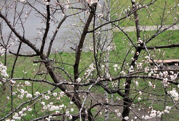 Blooming apricot trees in the city courtyard