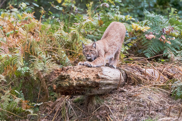 Jungluchs © Xaver Klaussner