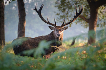 Red Deer Stag in Richmond Park
