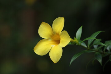 Fototapeta na wymiar phlox family flower