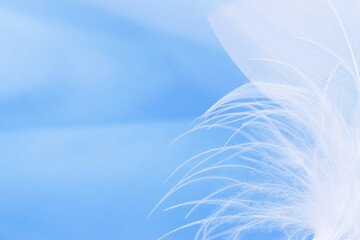 Fototapeta na wymiar Close-up of a white feather on a blue background.Creative background. Copy space, selective focus with shallow depth of field