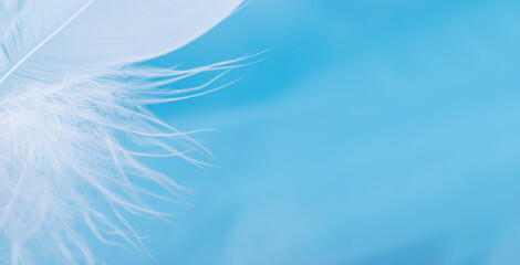 Fototapeta na wymiar Close-up of a white feather on a blue background.Creative background.Copy space, selective focus with shallow depth of field