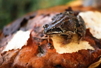 Portrait of the common frog (Rana temporaria) in the autumn forest