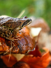 Portrait of the common frog (Rana temporaria) in the autumn forest